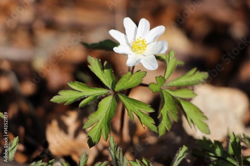 Obraz na płótnie Blume im Wald w salonie