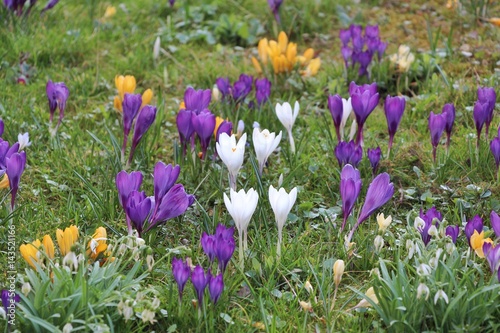 Wiese mit bunten Krokussen