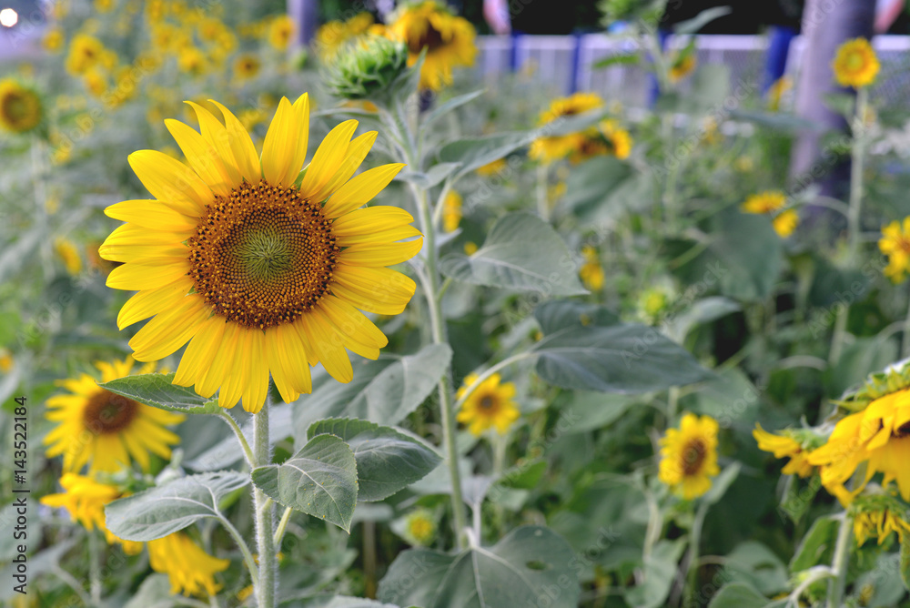Obraz premium Sunflower fields, yellow flower.