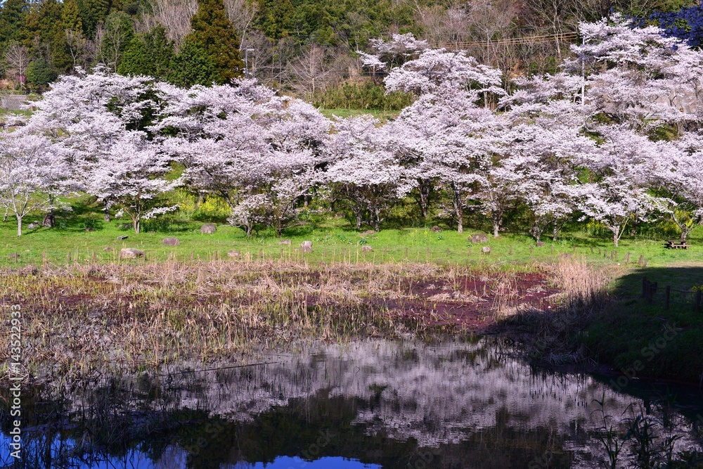 安岐ダムのサクラめぐり