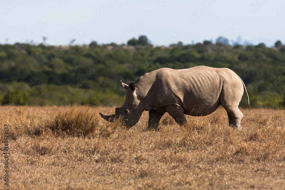 Fototapeta premium Large white rhinoceros grazes. Kenya, Africa