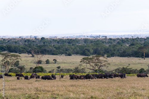 Panorama of savanna. Buffalos. Big herds of Africa. Nakuru, Kenya. 