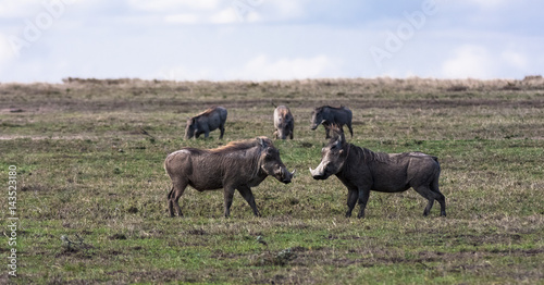 Fototapeta Naklejka Na Ścianę i Meble -  Warthogs. Pigs before the fight. SweetWaters, Kenya	