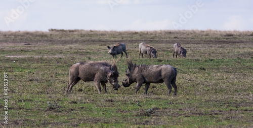 The battle of warthogs in the field. SweetWaters, Kenya