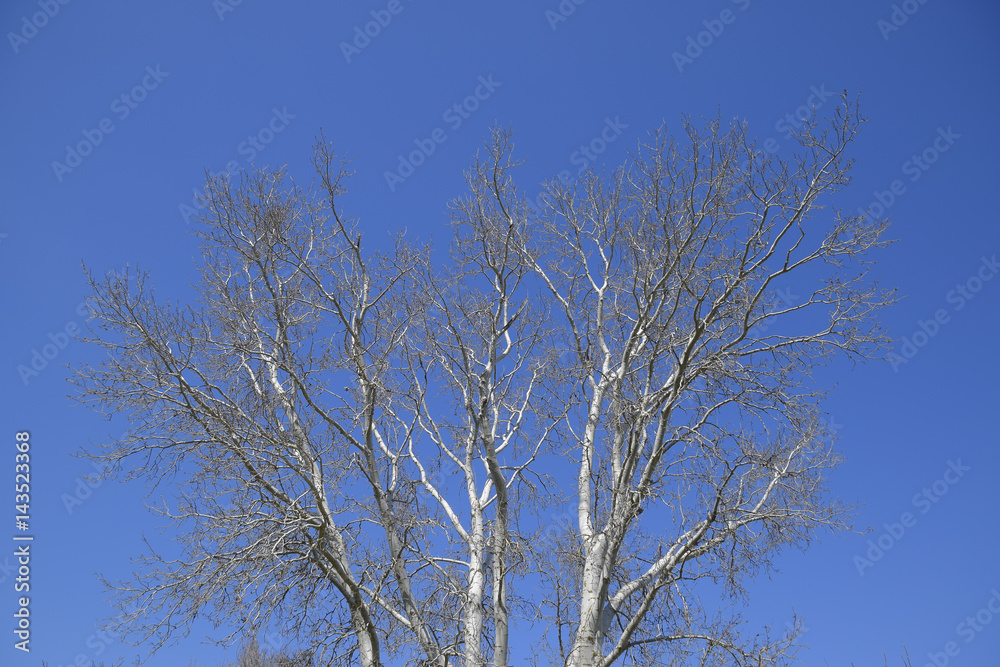 The branches of the poplar against the blue sky. Spring view of a silver poplar The branches of the poplar against the blue sky. Spring view of a silver poplar