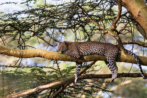 Portrait of a leopard resting on a tree. Nakuru, Kenya