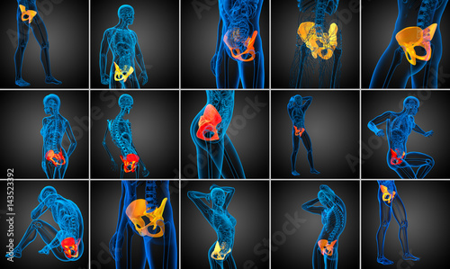 3d rendering  medical illustration of the pelvis bone photo