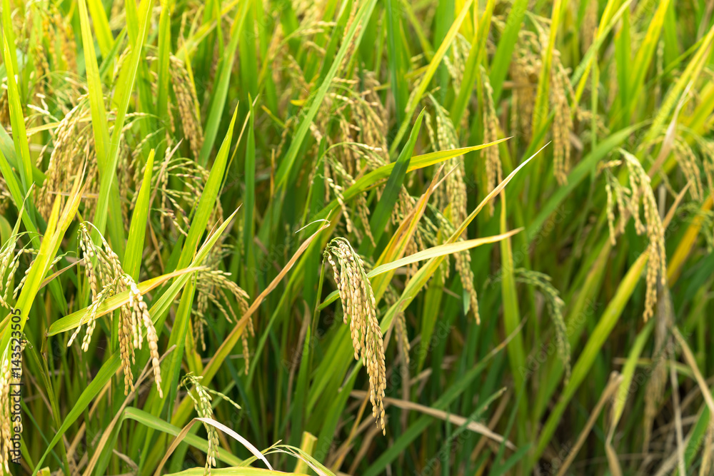 Yellow rice paddy in field ready for harvest. Yellow rice paddy in field ready for harvest.