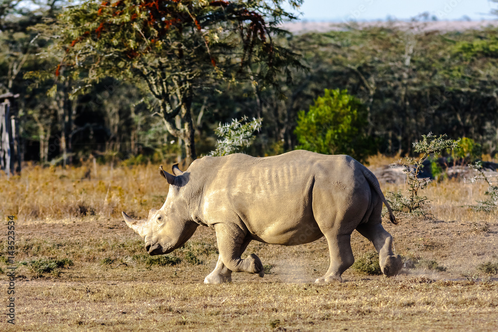 Fototapeta premium Large white rhino. Nakuru lake park, Kenya 
