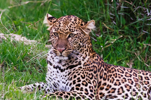 Portrait of a leopard lying on the grass. Kenya  Africa