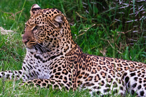 Portrait of young leopard. Kenya  Africa