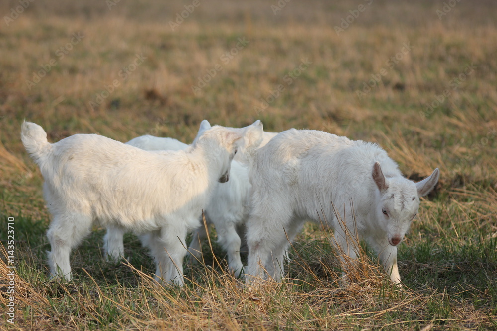 white goat walking a green meadow pasture white goat walking a green meadow pasture