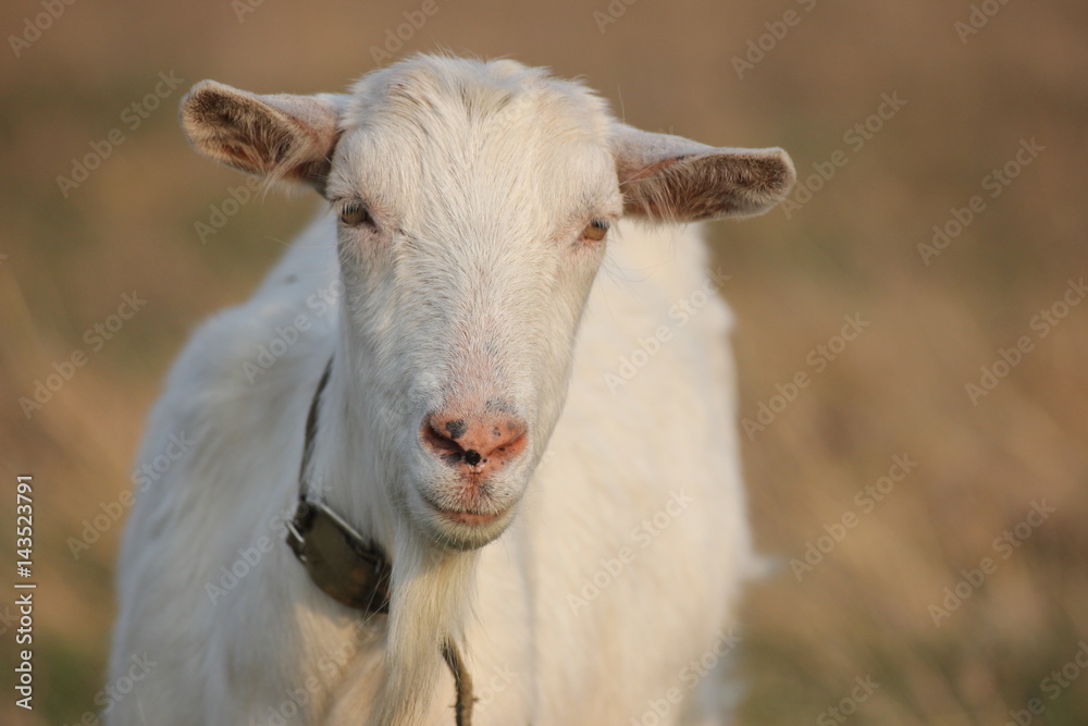 white goat walking a green meadow pasture