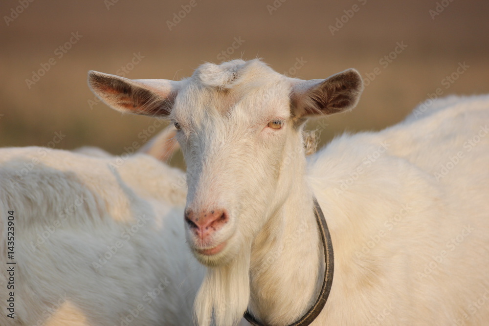white goat walking a green meadow pasture white goat walking a green meadow pasture