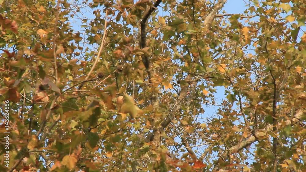 maple leaves and blue sky
