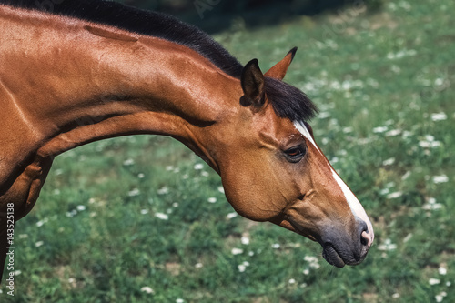 Portrait of a Trakhener bay horse