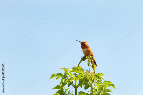 One male Allen's Hummingbird perched on top of Hamelia patens Firebush bush, light blue sky background. photo