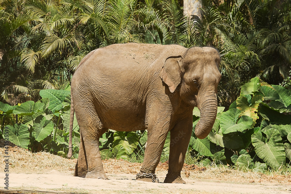 Fototapeta premium photo of a female Asian elephant standing in the hot Indian sunshine
