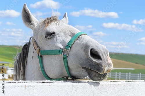 Equus ferus caballus. White horse at the moment when his eye is closed, from behind of the fence. Beautiful look. Portrait. Rural scene. Green meadows. Blue sky with clouds. Farming
