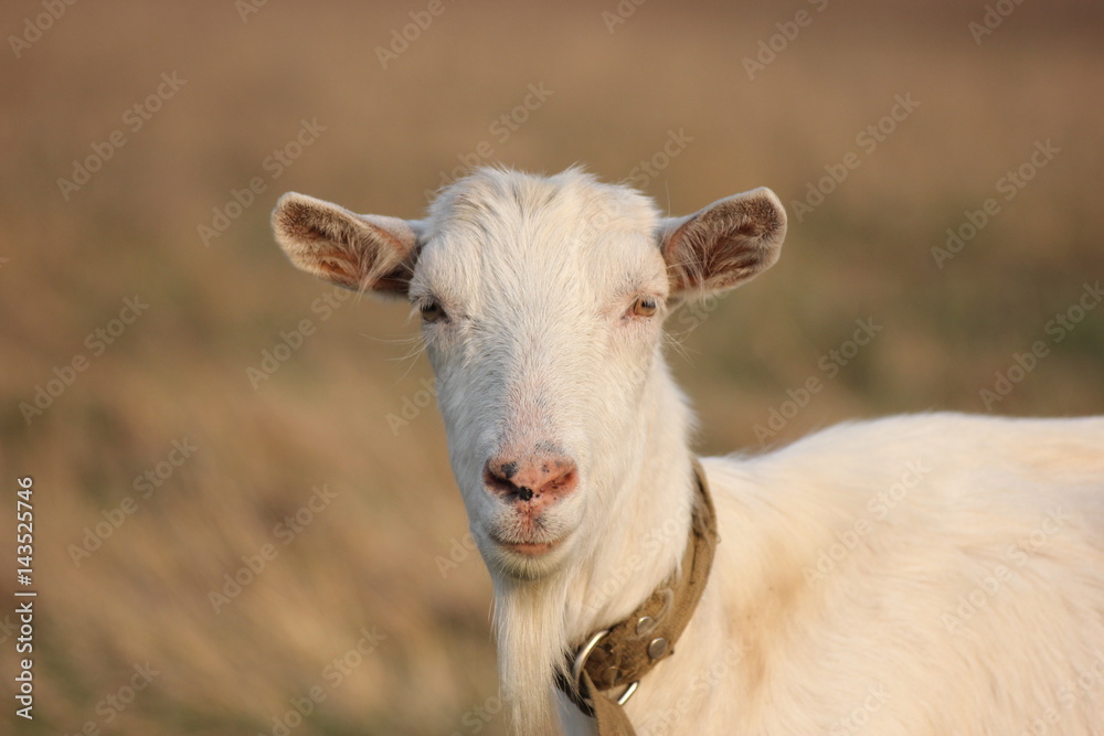 white goat walking a green meadow pasture white goat walking a green meadow pasture