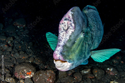 bumphead parrotfish close up portrait underwater detail photo