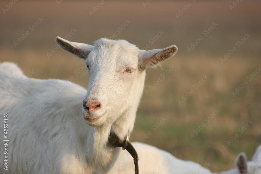 white goat walking a green meadow pasture white goat walking a green meadow pasture