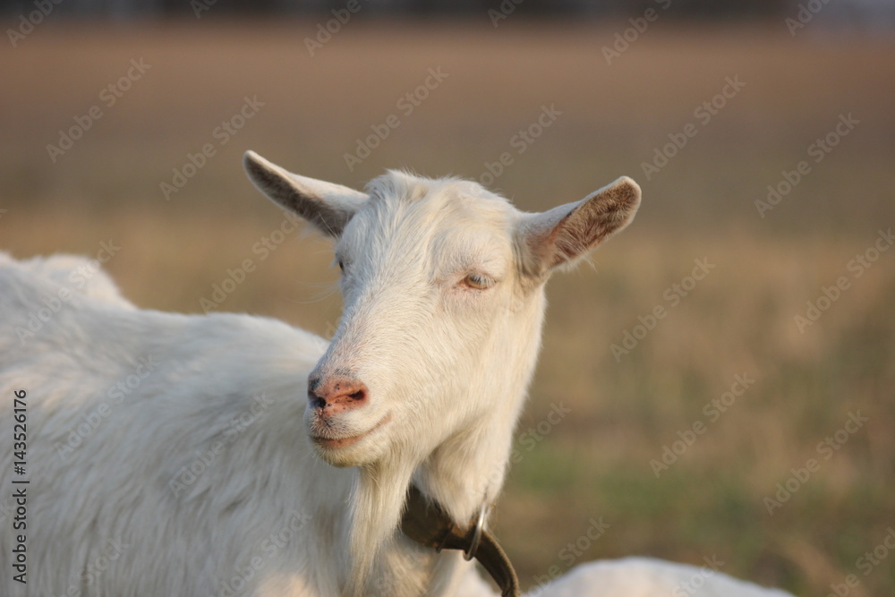 white goat walking a green meadow pasture white goat walking a green meadow pasture