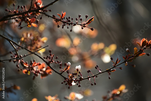 Branches of a lush blossoming decorative apple tree in early spring. Very soft selective focus, 
