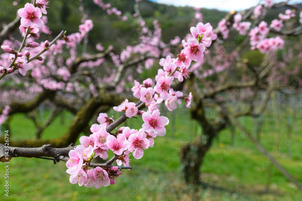 Fototapeta premium Pfirsichblüten im Obstgarten