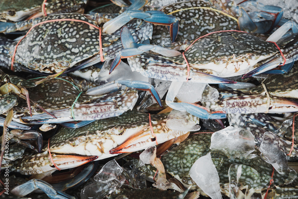 blue crabs on ice blue crabs on ice