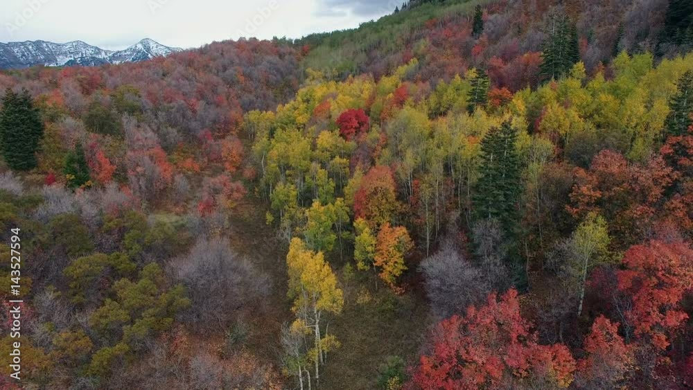 Aerial view of Fall color on landscape of foliage. Aerial view of Fall color on landscape of foliage.