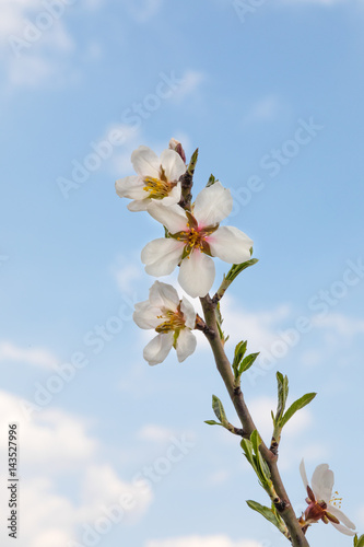 blooming amond tree  macro