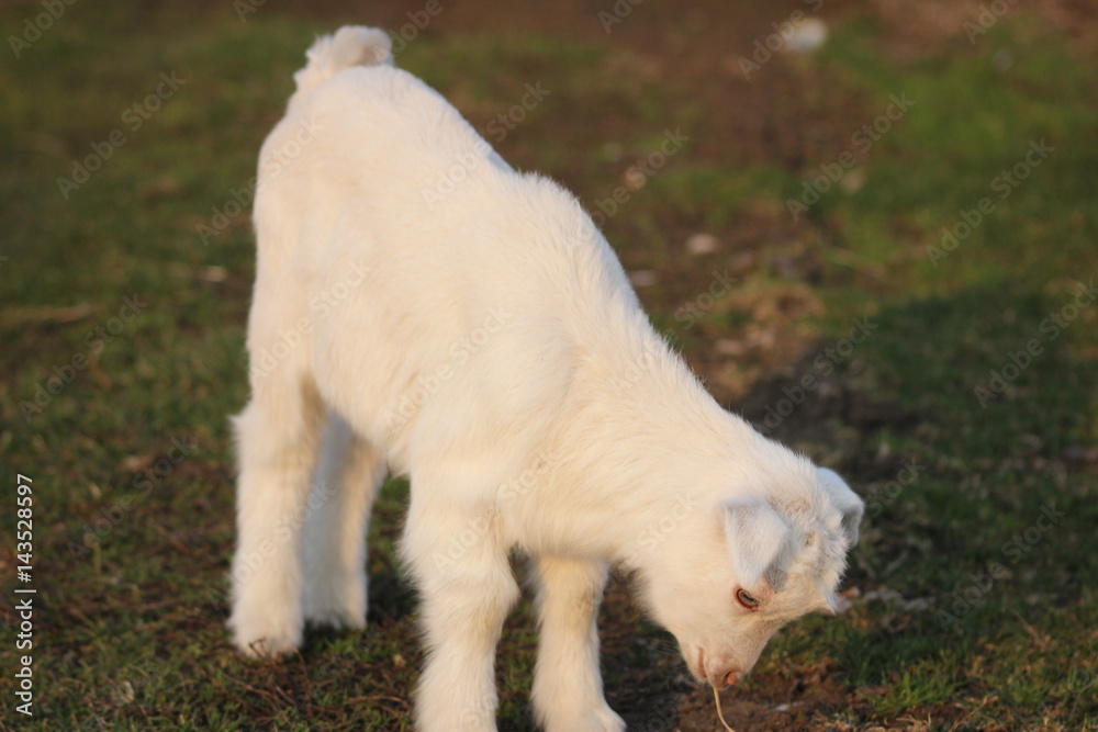 white goat walking a green meadow pasture white goat walking a green meadow pasture