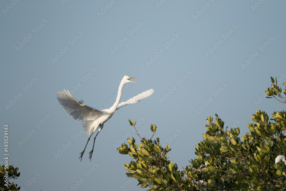 Great egret landing in top of mangrove trees. Great egret landing in top of mangrove trees.