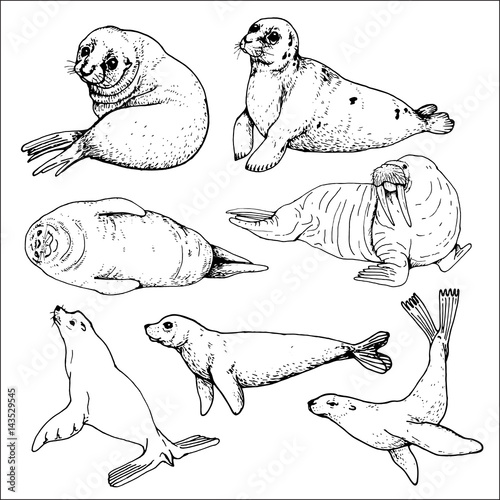 set of isolated hand drawn sea calf and walrus contours