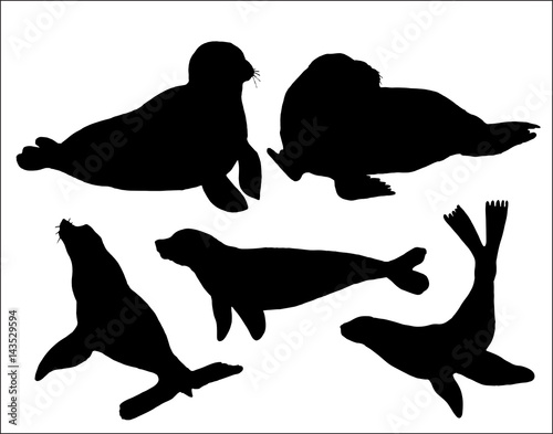 set of isolated hand drawn sea calf and walrus silhouettes