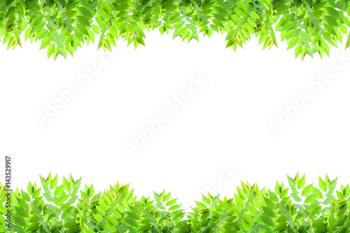 Green leaves frame isolated on white background.