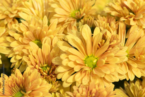 Beautiful Orange chrysanthemum flowers background