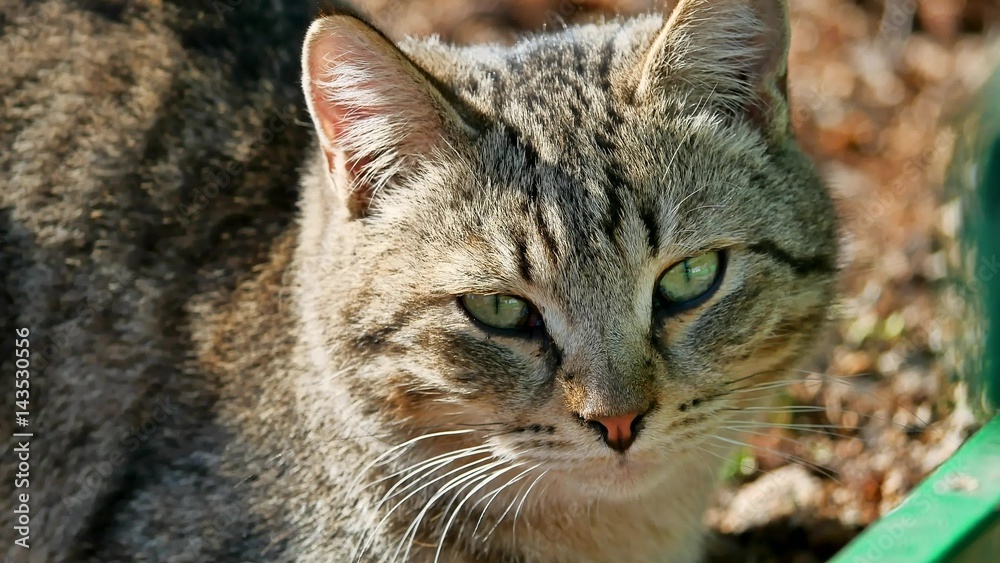 Homeless sad gray cat looking at the camera