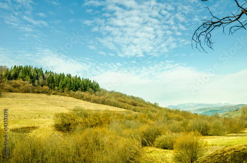 Spring landscape, coniferous forest on a green lawn background