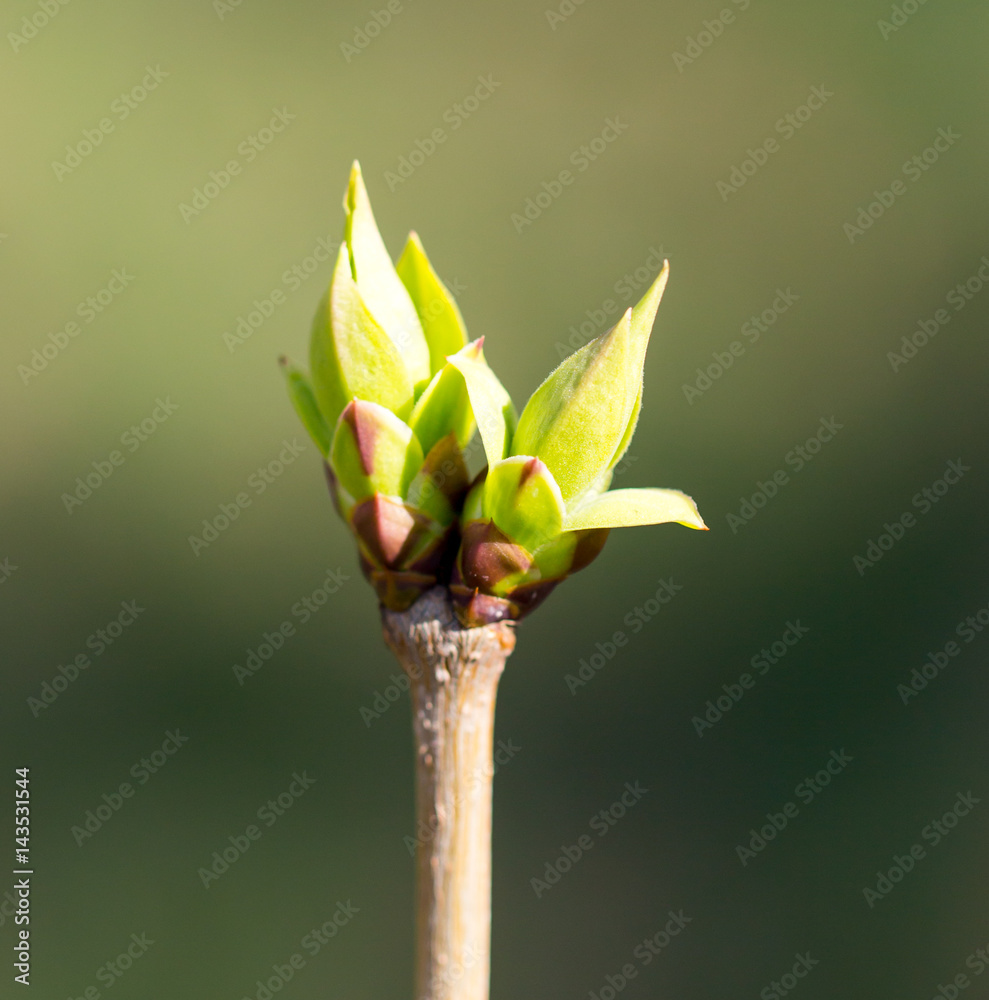 A green bud grows on a tree in the spring A green bud grows on a tree in the spring