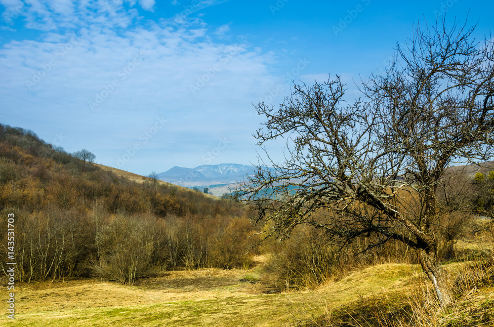Spring landscape, tree without leaves on the slope of the road. Green lawn Spring landscape, tree without leaves on the slope of the road. Green lawn