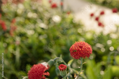 rote Blume mit Bokeh und Sonnenflecken im Garten © hemminetti