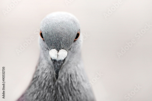Common Grey Pigeon © gors4730
