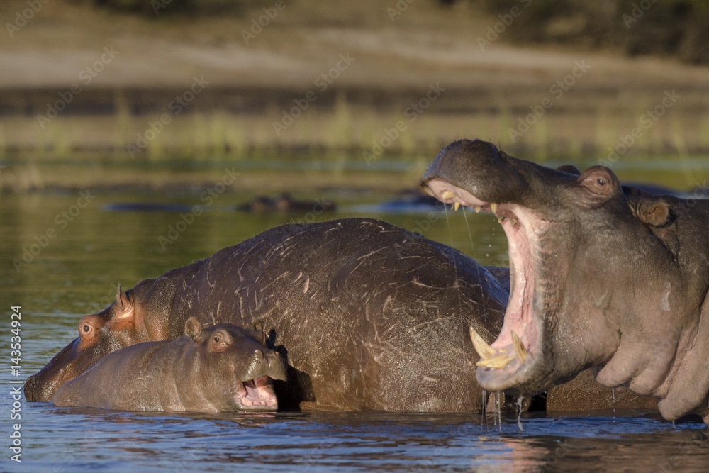 Fototapeta premium Common hippopotamus or hippo (Hippopotamus amphibius). Botswana