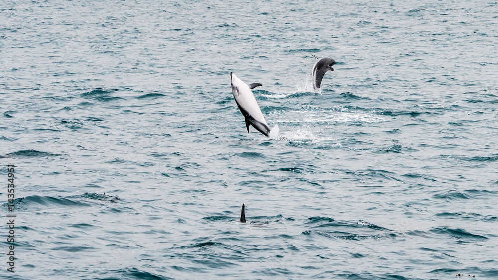 Rencontre avec les Dauphins