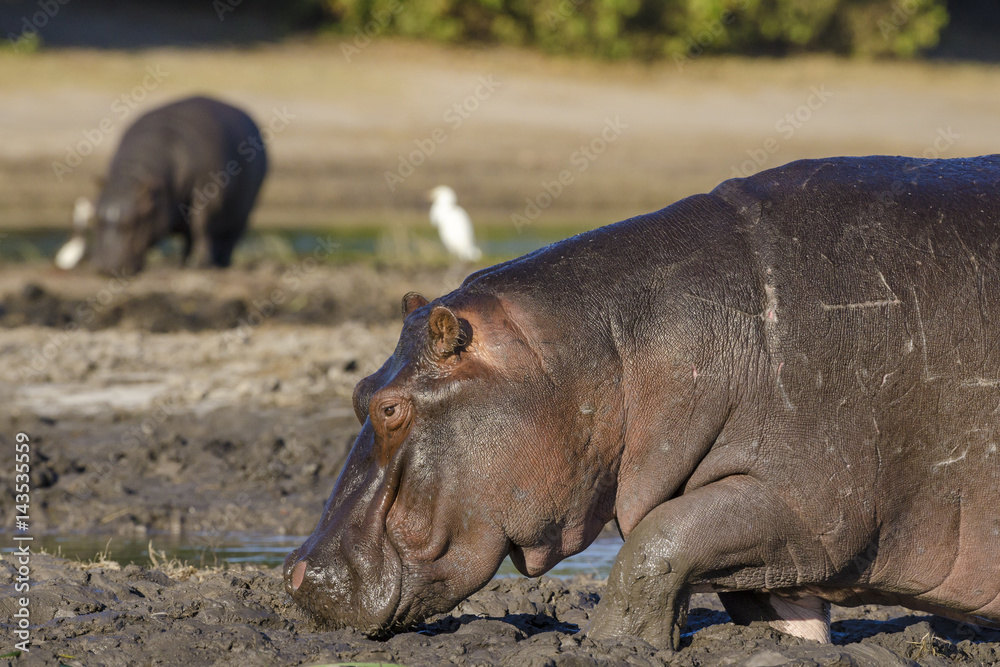 Common hippopotamus or hippo (Hippopotamus amphibius). Botswana Common hippopotamus or hippo (Hippopotamus amphibius). Botswana