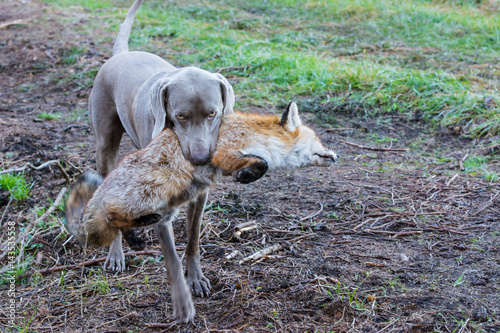 Vorstehhund apportiert Fuchs