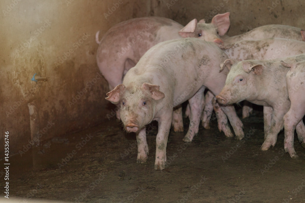 hog farm hog farm