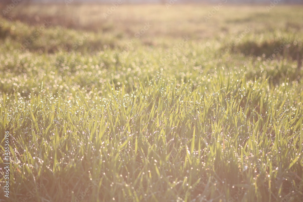 Fototapeta premium in spring grass at sunset